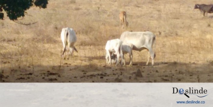 Ganaderos de La Guajira están a punto de desistir de la actividad